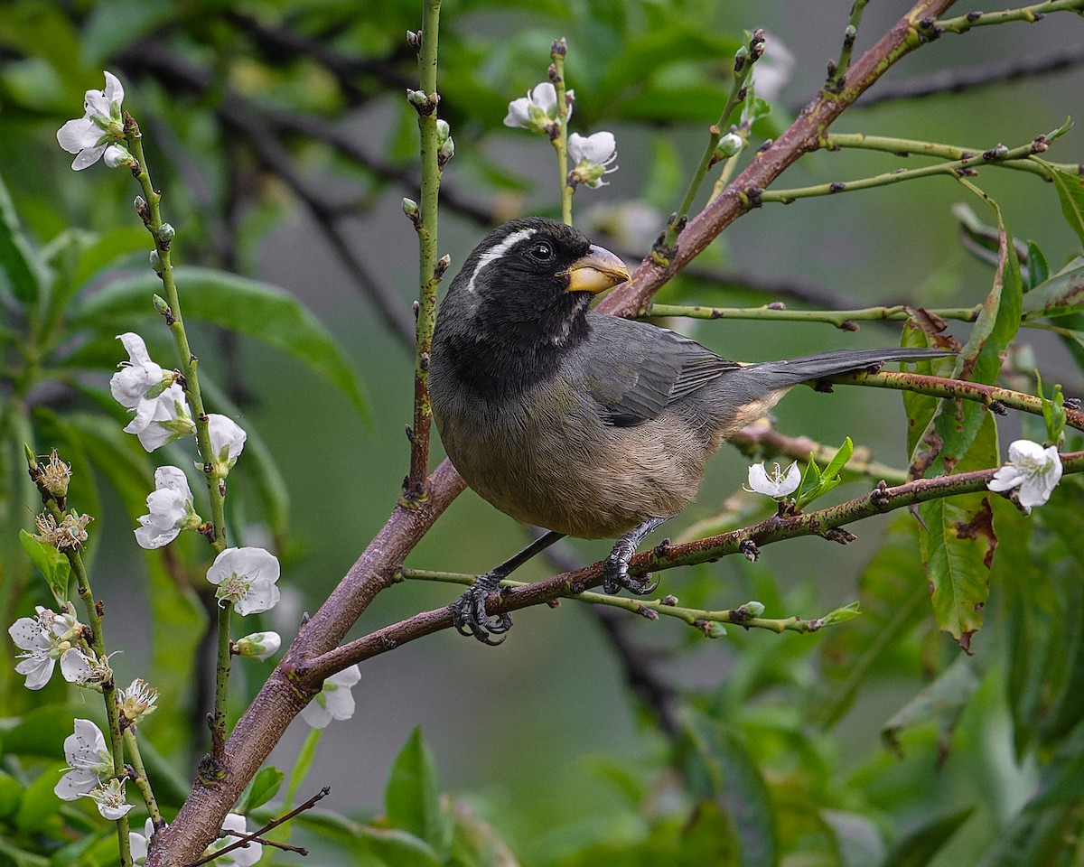 Goldschnabelsaltator - ML647519938