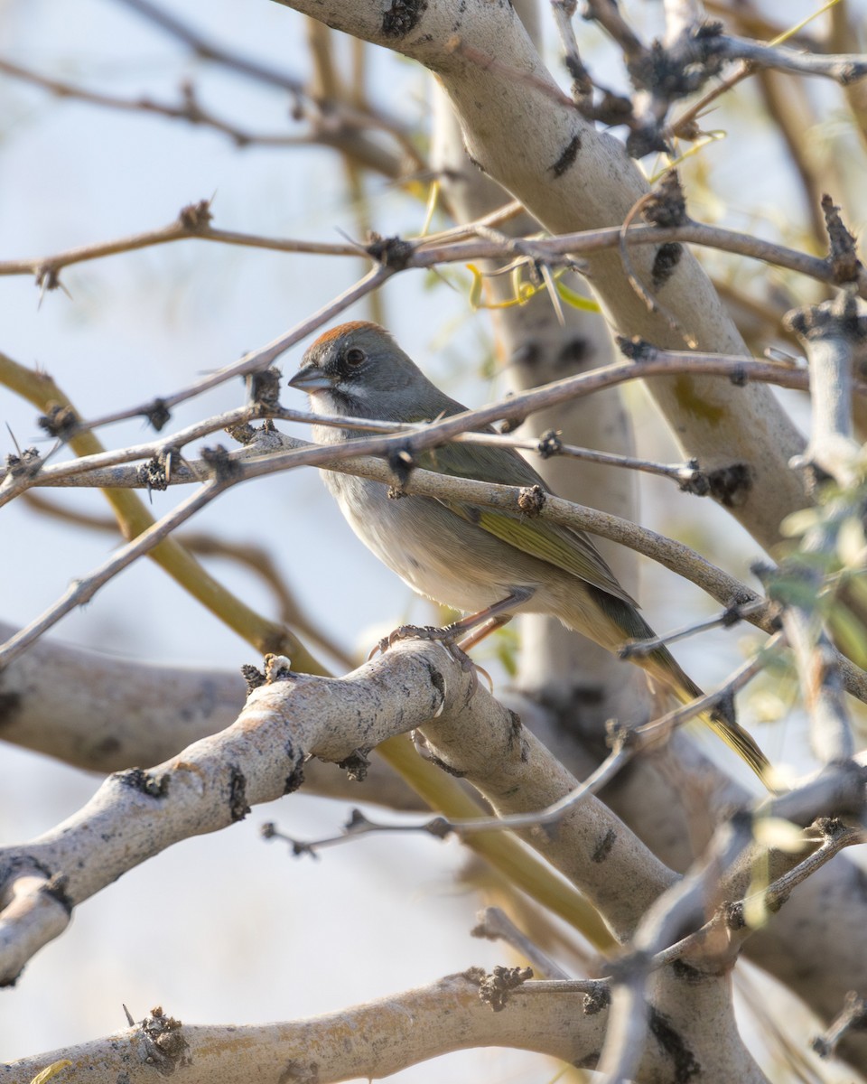 Grünschwanz-Grundammer - ML647519941