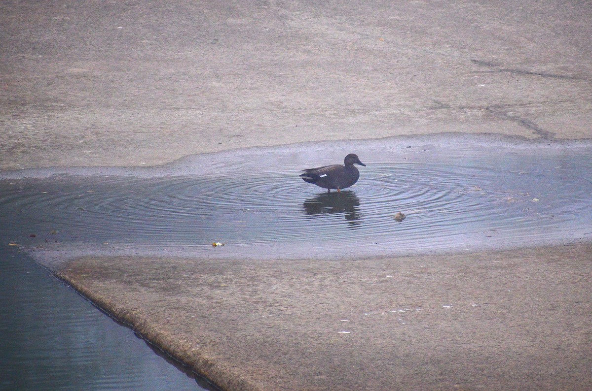 Schnatterente - ML647519943