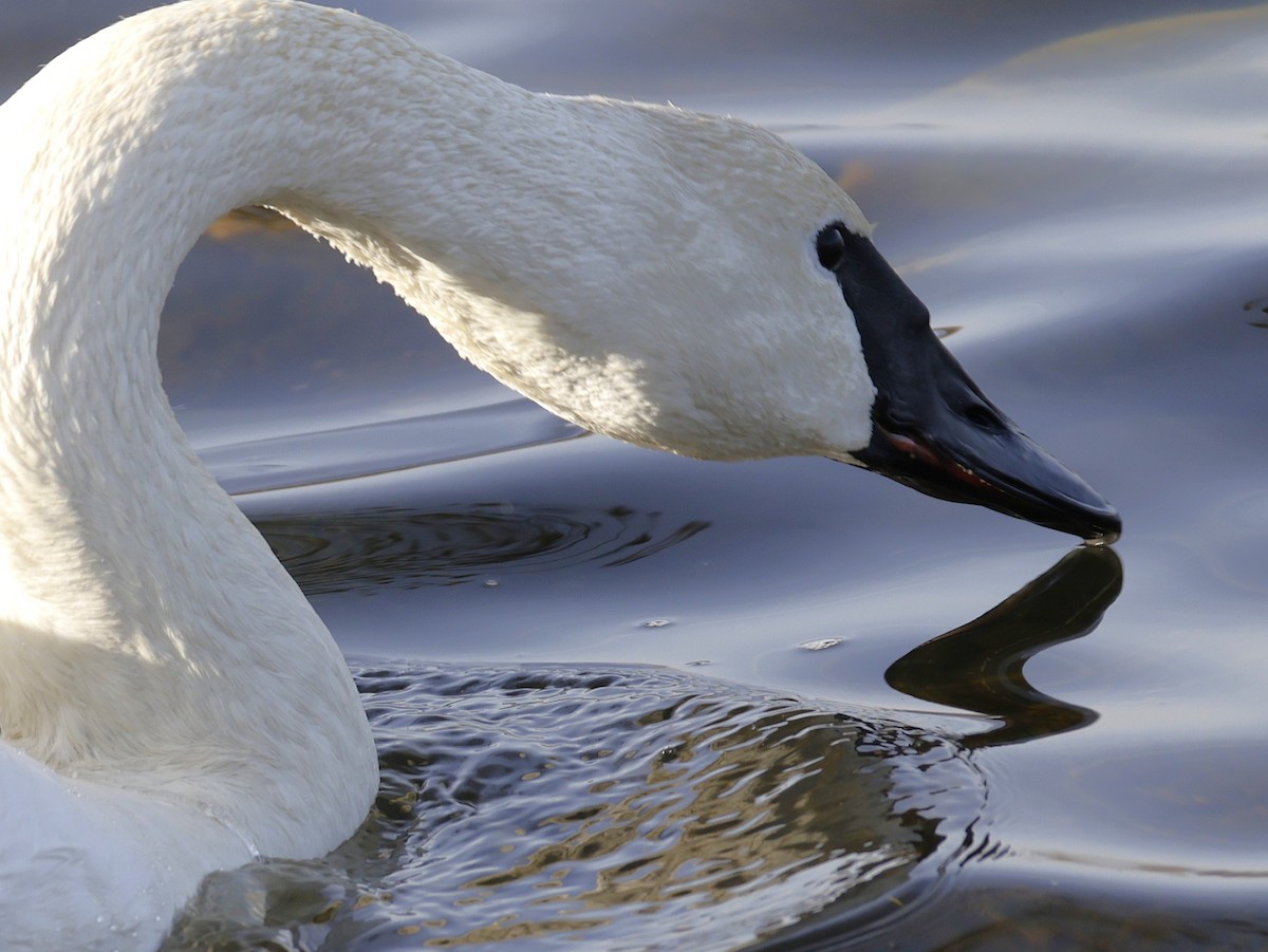 Trompeterschwan - ML647519945