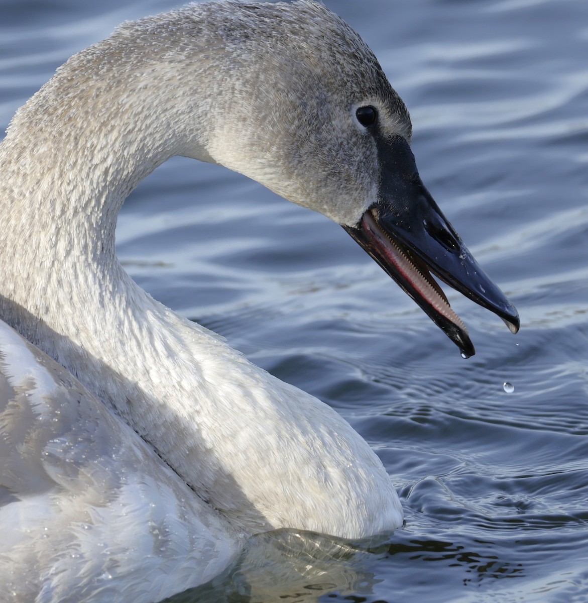 Trompeterschwan - ML647519946