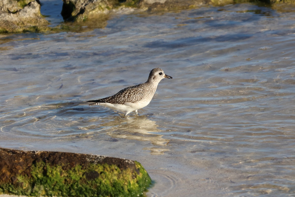 Kiebitzregenpfeifer - ML647519947