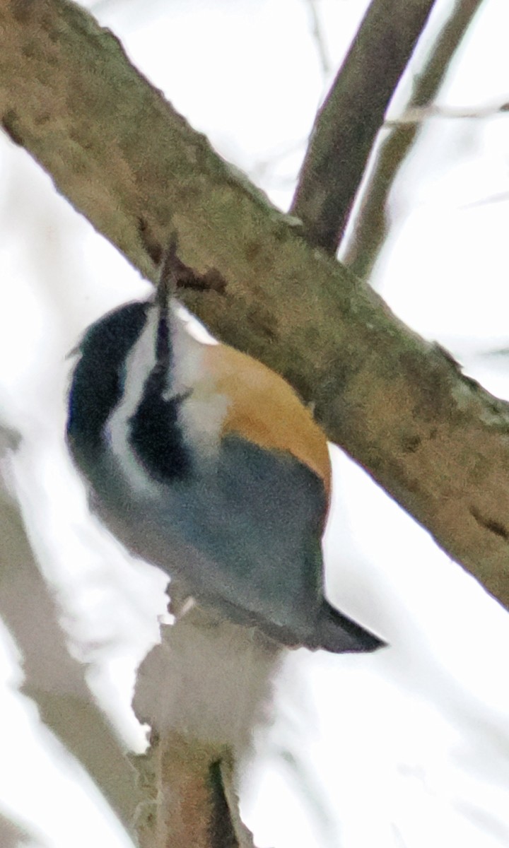 Rotbrustkleiber - ML647519950