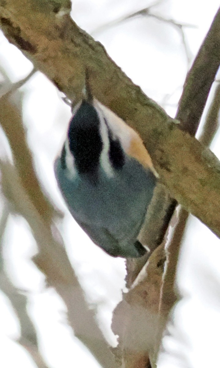 Rotbrustkleiber - ML647519951