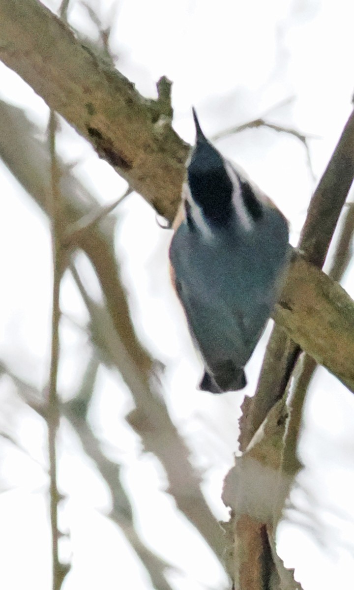 Rotbrustkleiber - ML647519952