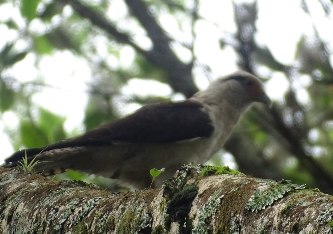 Gelbkopfkarakara - ML647519961