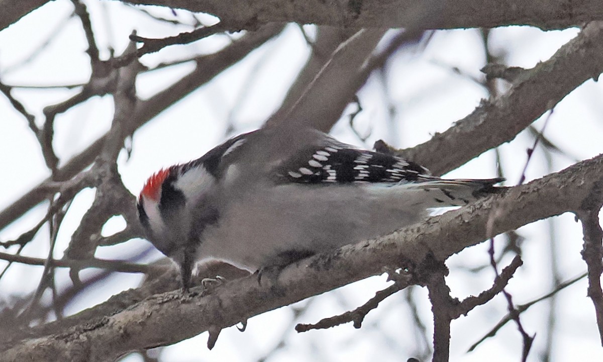 Dunenspecht - ML647519972