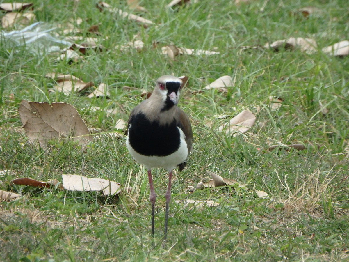 Bronzekiebitz - ML647519974