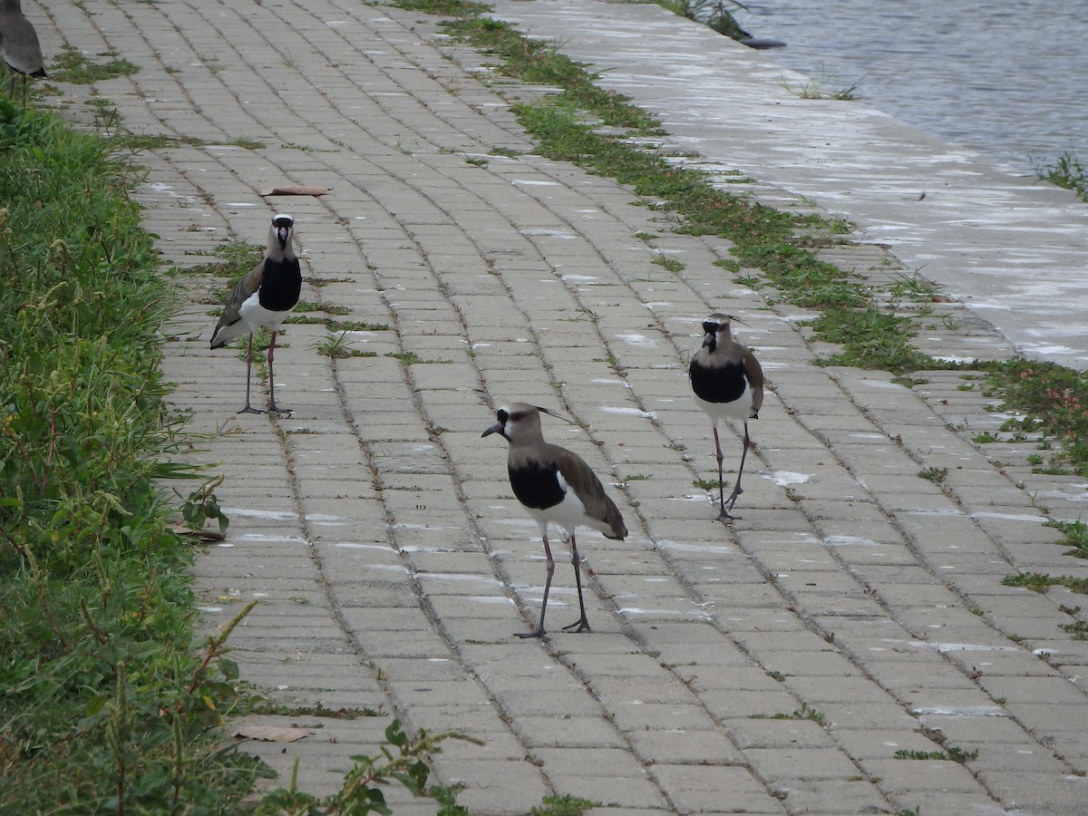 Bronzekiebitz - ML647519976