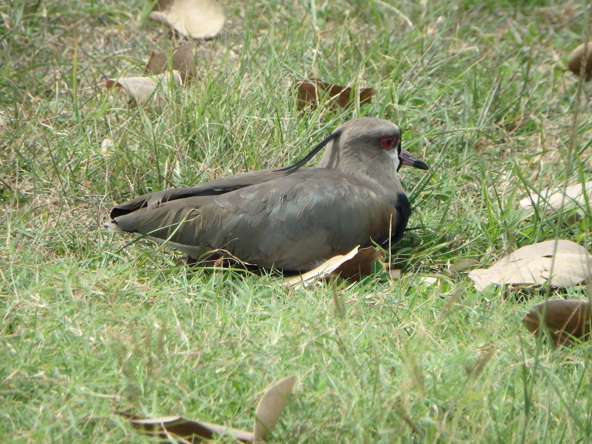 Bronzekiebitz - ML647519981