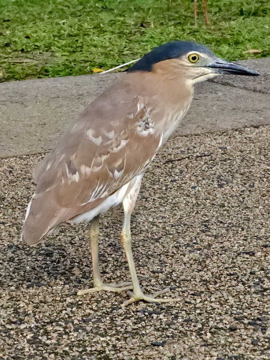 Квак каледонський - ML647520012