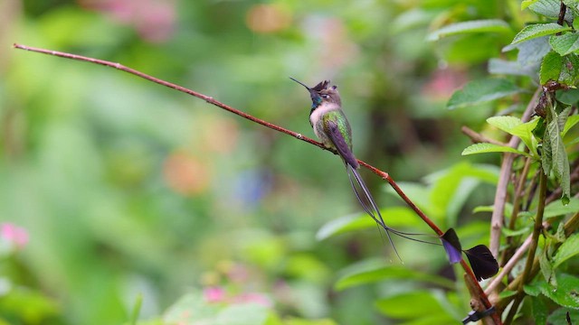 Колібрі-китицехвіст - ML647520013