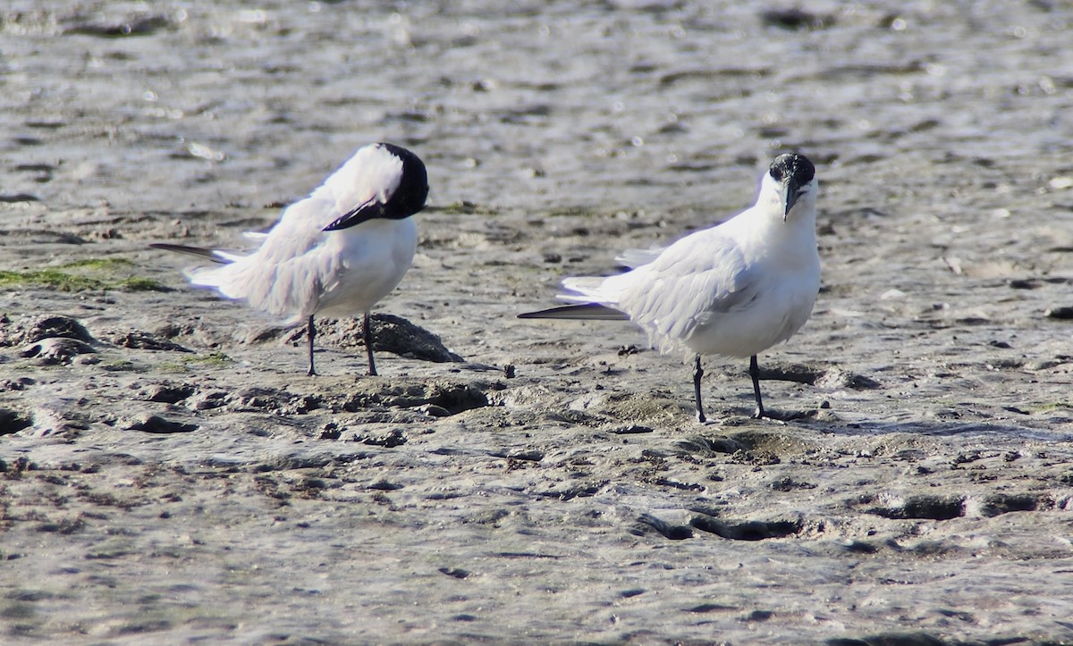 Крячок товстоногий - ML647520014