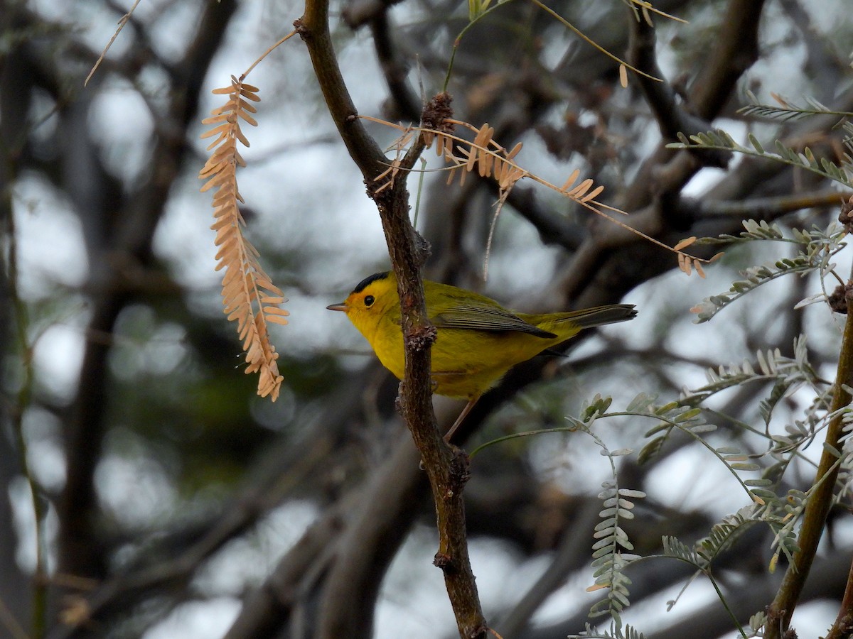 Takkeli Ötleğen - ML647520025