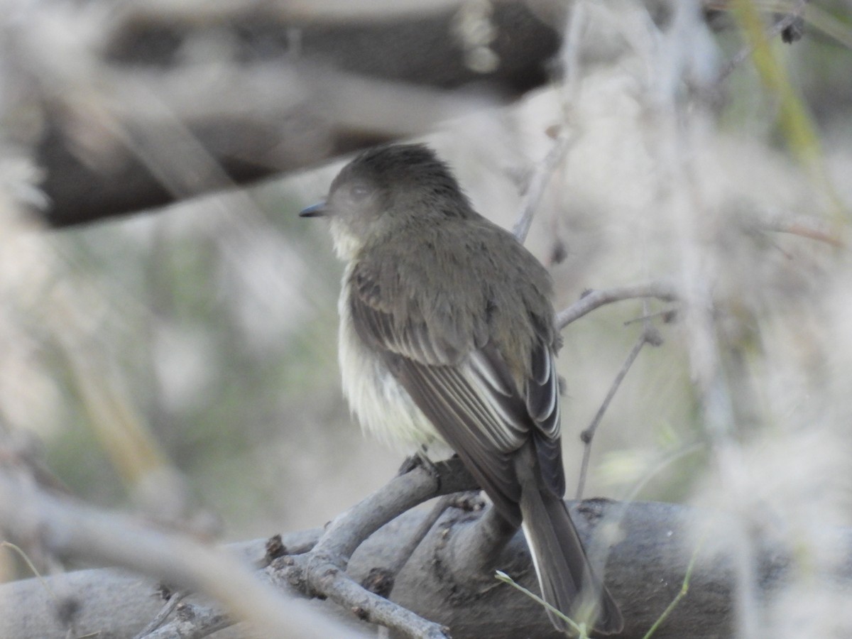 Ak Karınlı Fibi - ML647520039