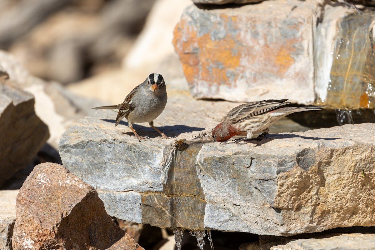 Porsuk Serçesi - ML647520040