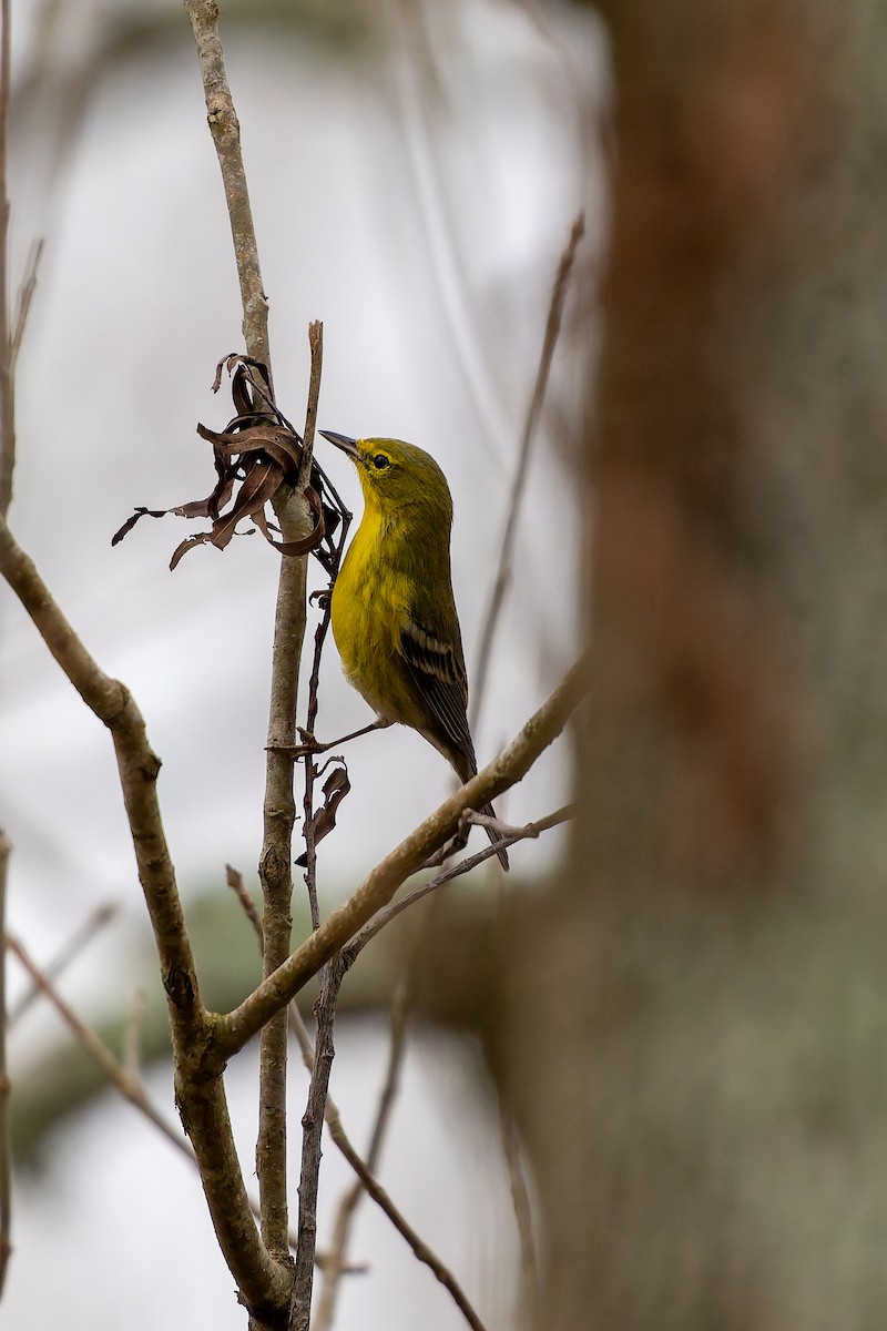Çam Ötleğeni - ML647520041