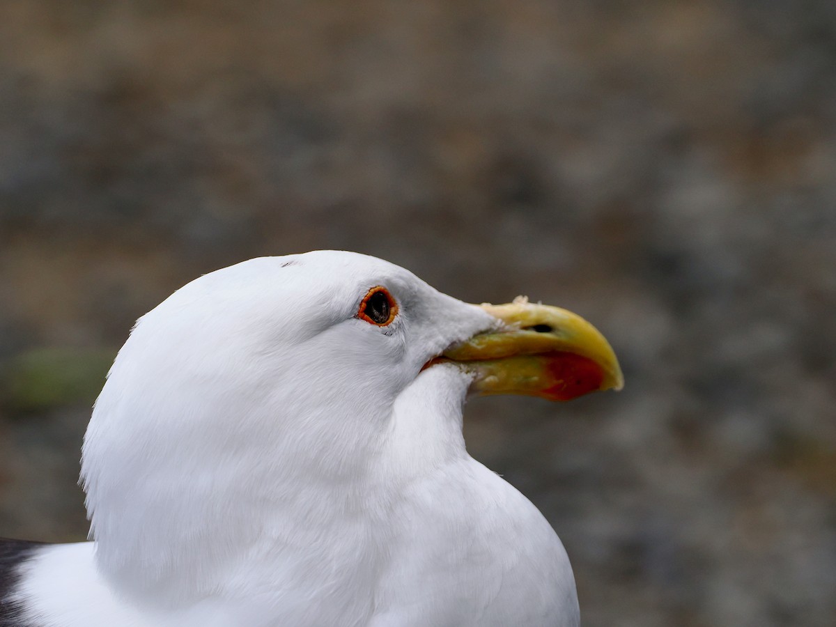 Yosun Martısı - ML647520042