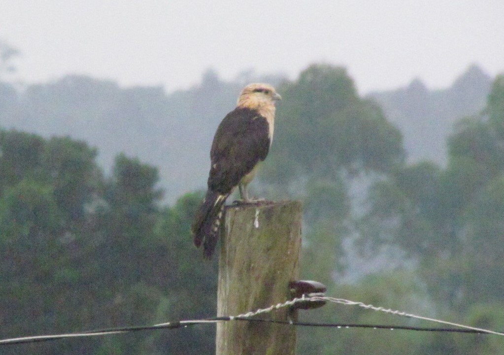 Sarı Başlı Karakara - ML647520044