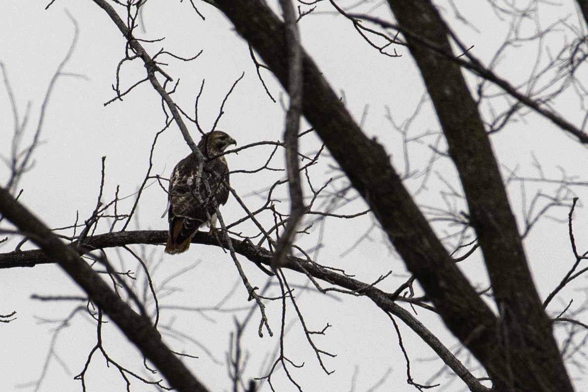 Kızıl Kuyruklu Şahin - ML647520045