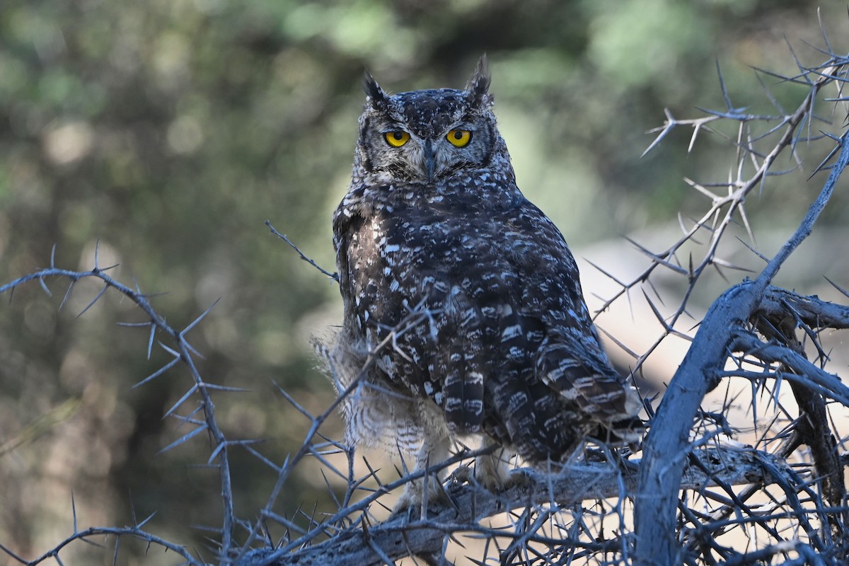 Benekli Puhu - ML647520046