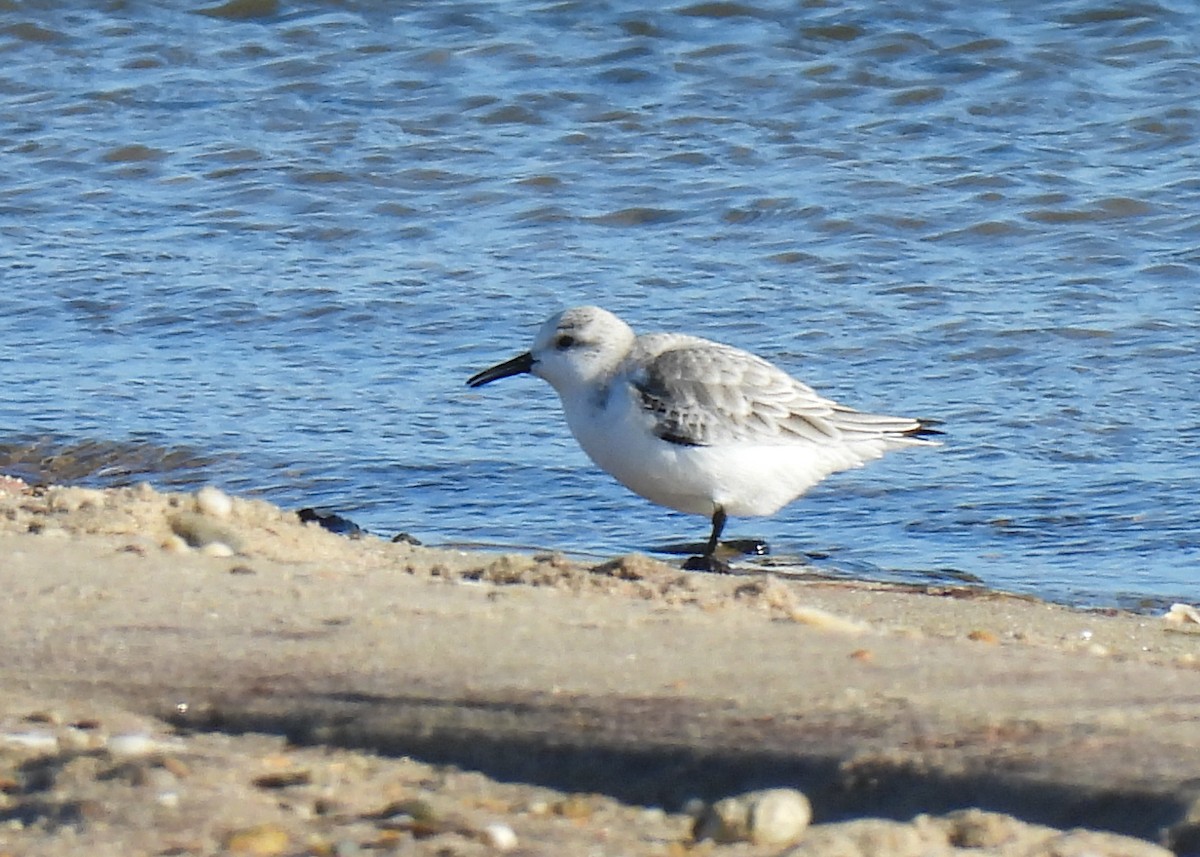 Ak Kumkuşu - ML647520047