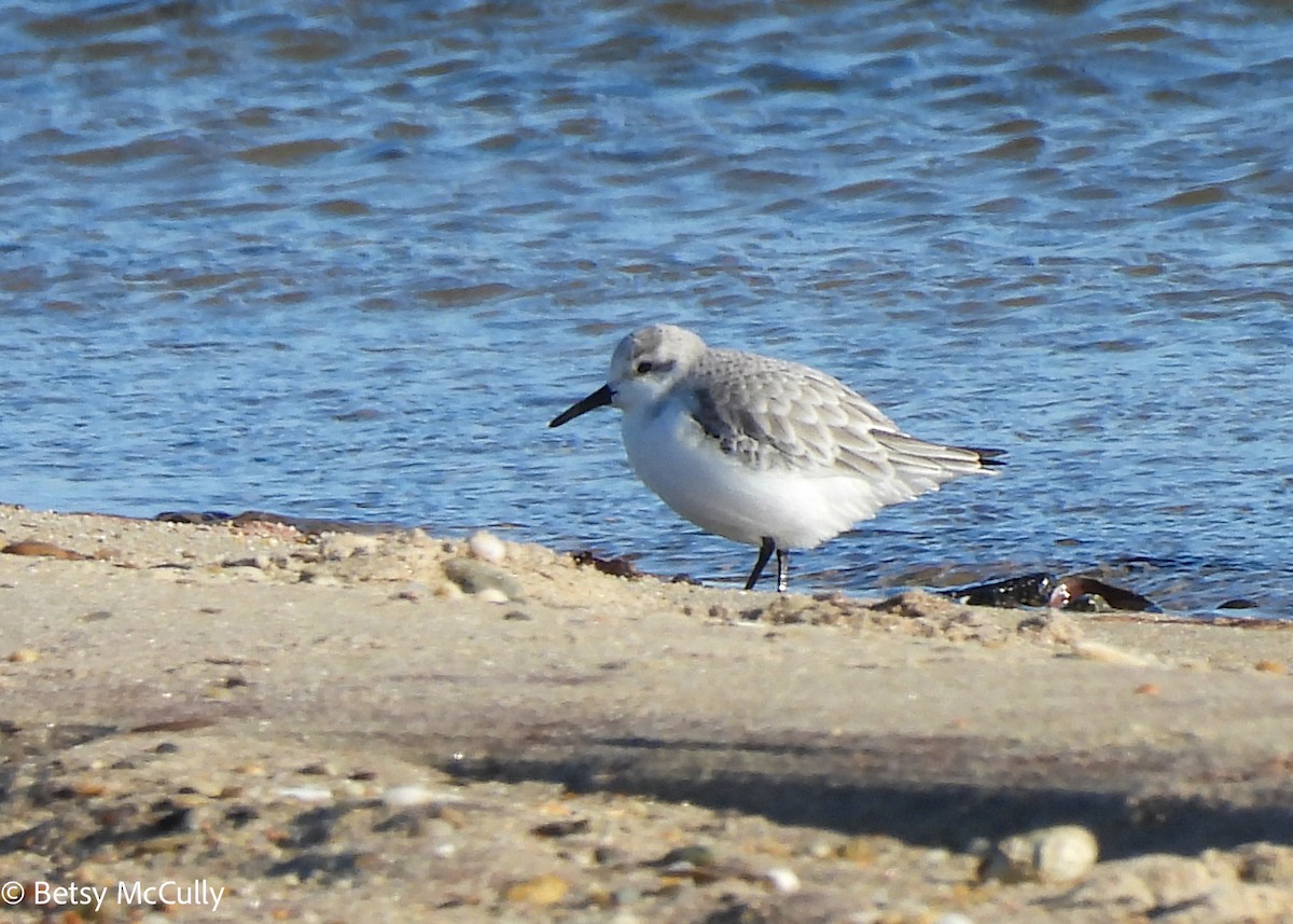 Ak Kumkuşu - ML647520049