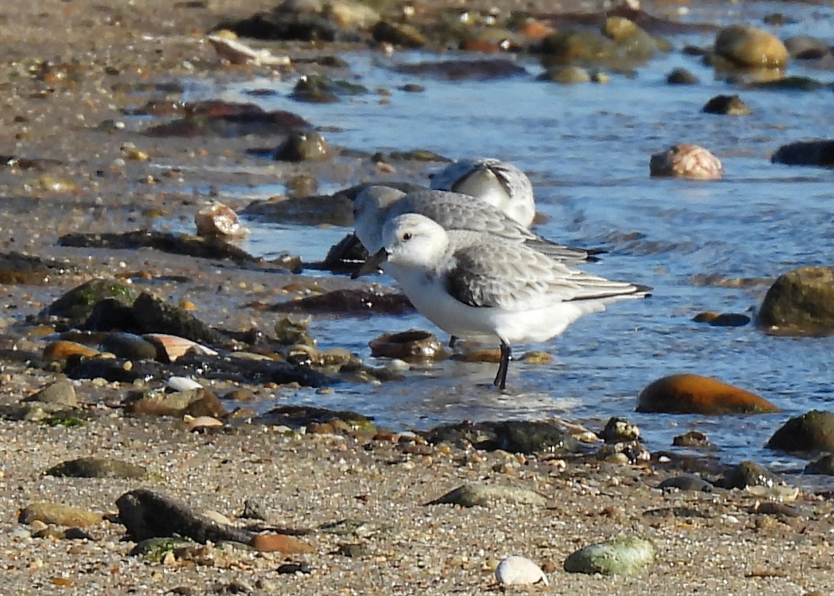 Ak Kumkuşu - ML647520050