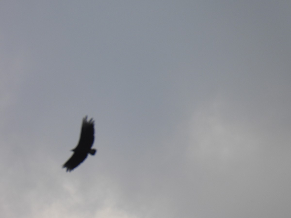 Karga Akbabası - ML647520051