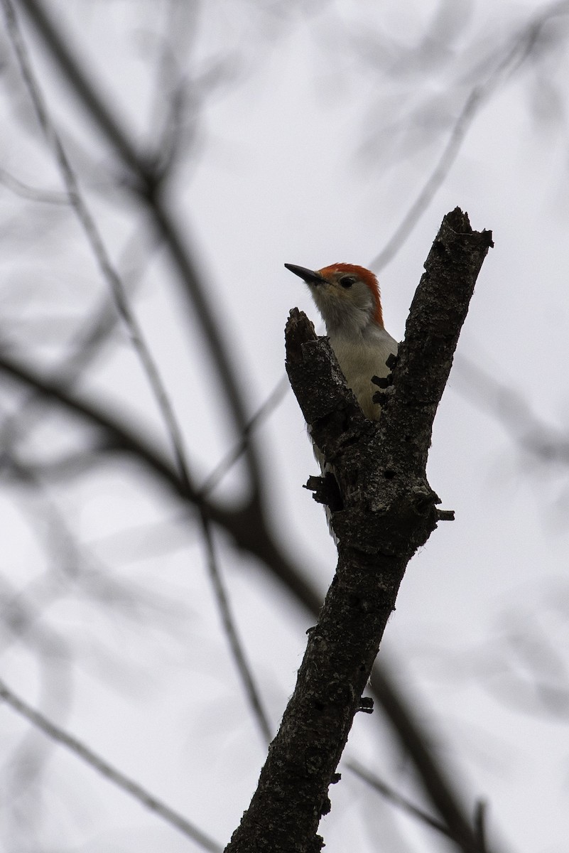 Kızılca Karınlı Ağaçkakan - ML647520052