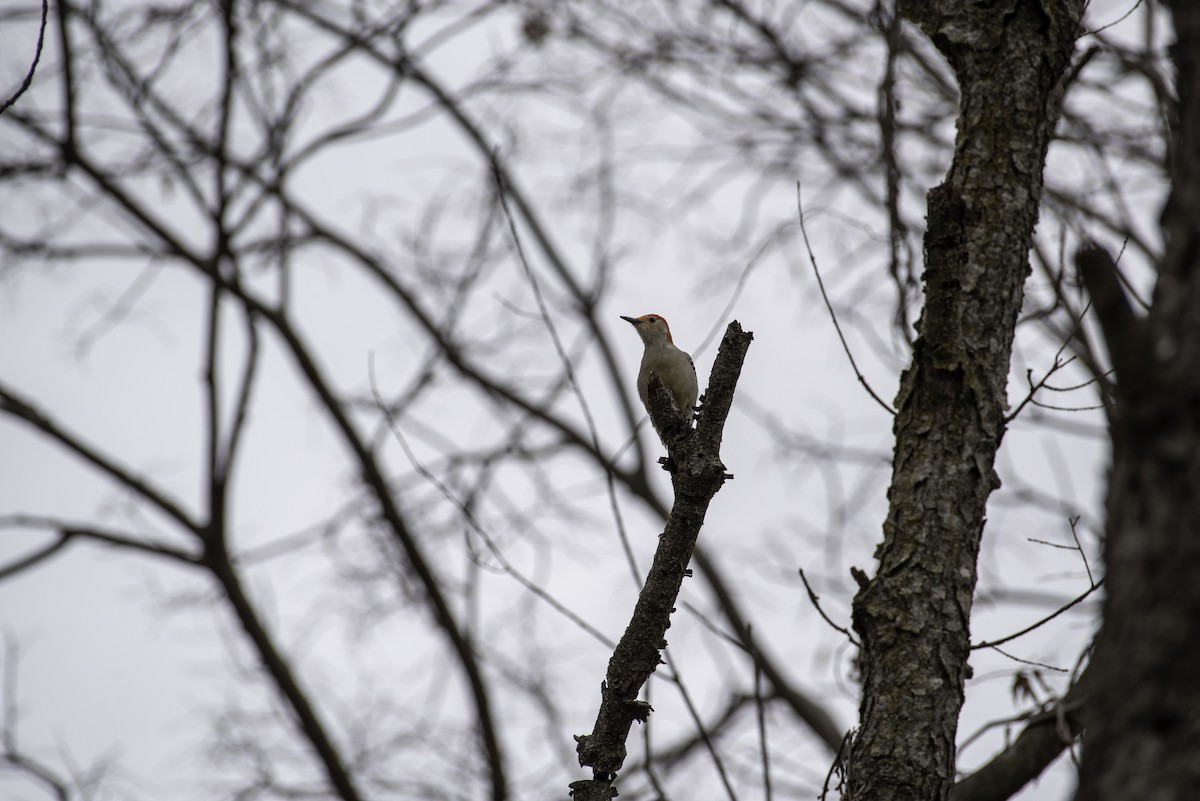 Kızılca Karınlı Ağaçkakan - ML647520053
