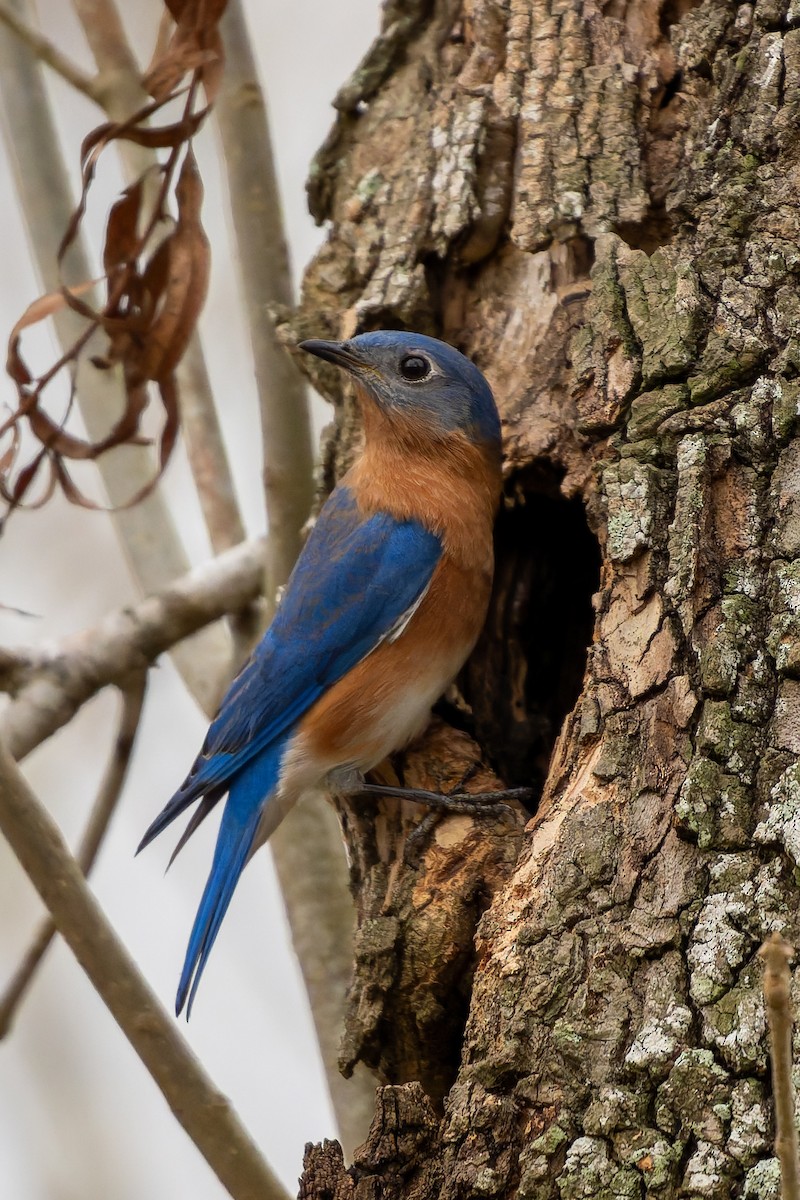 Doğulu Mavi Ardıç - ML647520054