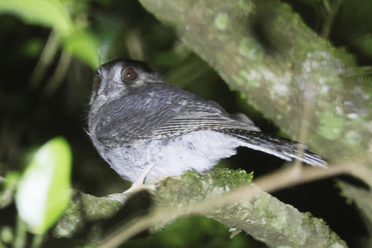 Avustralya Egoteli - ML647520055