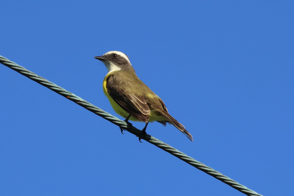 Büyük Kiskadi Tiranı - ML647520056