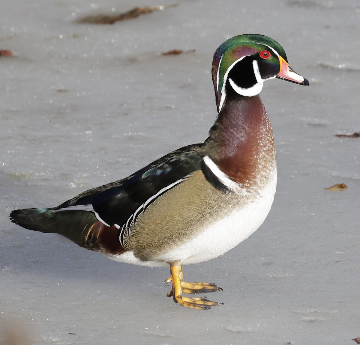 Orman Ördeği - ML647520057