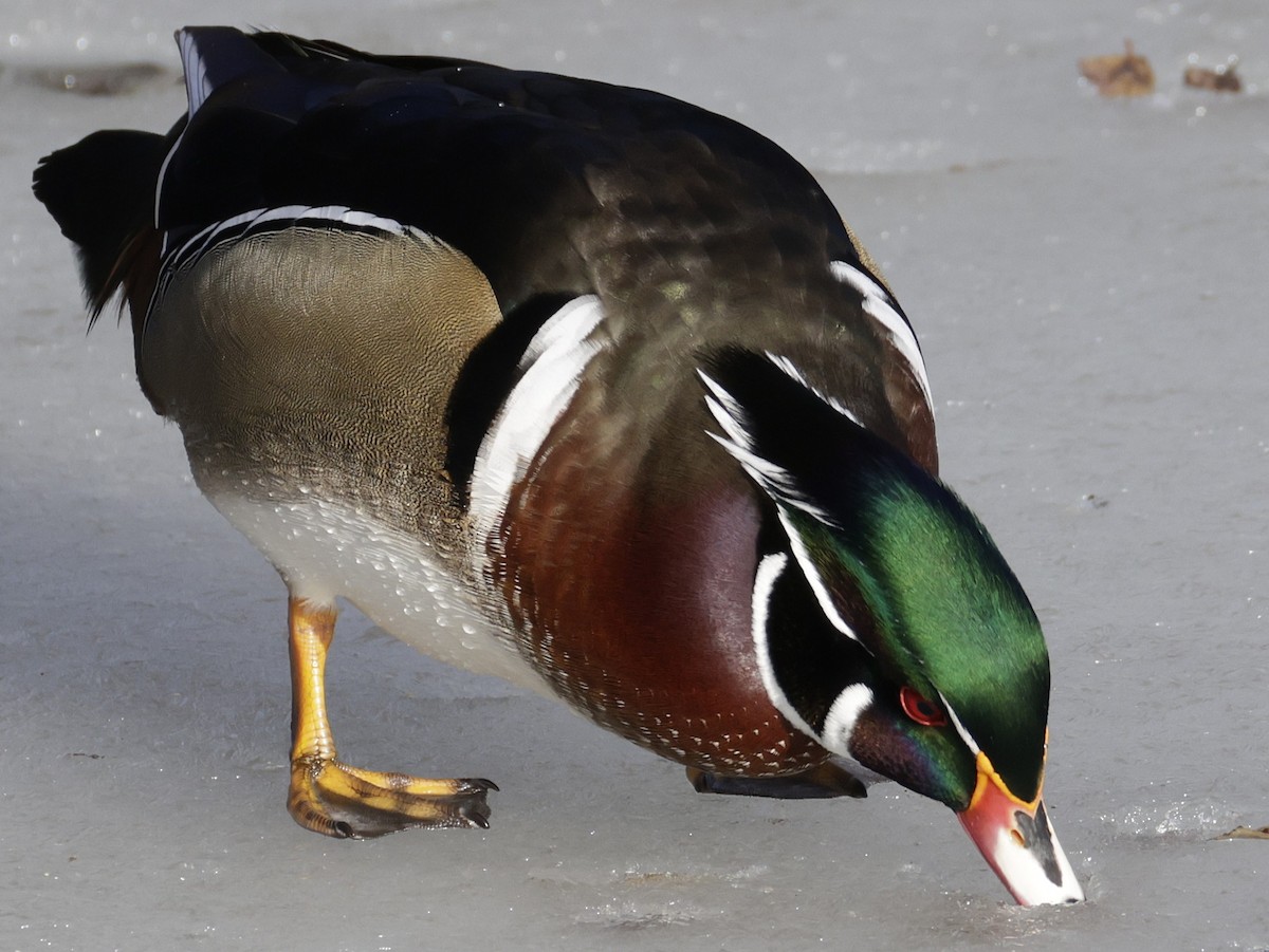 Orman Ördeği - ML647520058