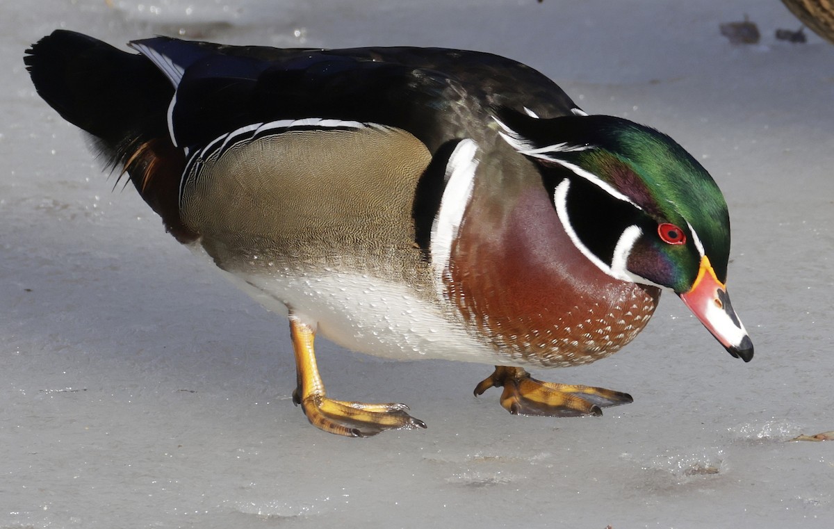 Orman Ördeği - ML647520059