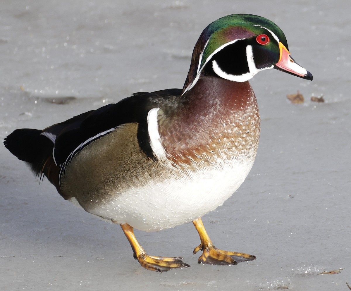 Orman Ördeği - ML647520060