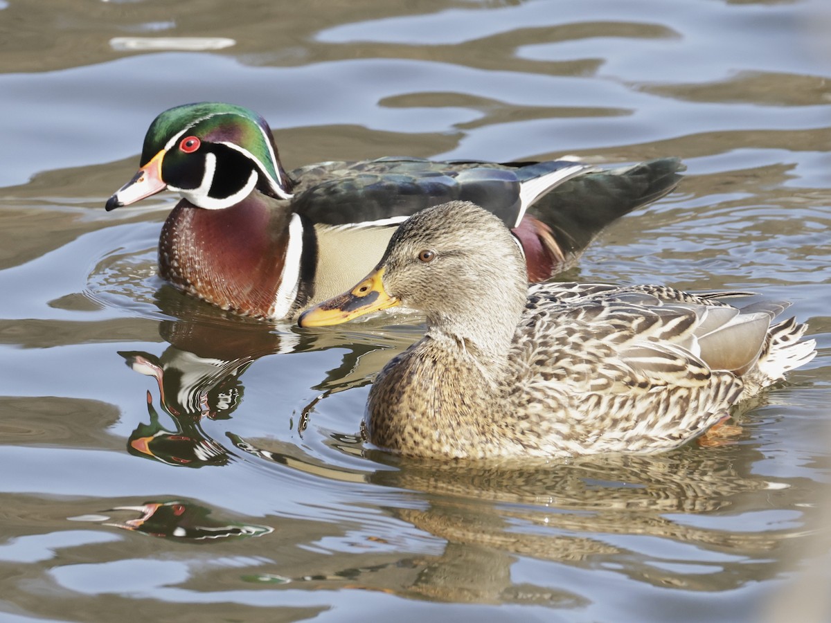 Orman Ördeği - ML647520062