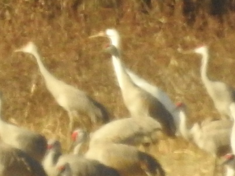 Ötücü Turna - ML647520063