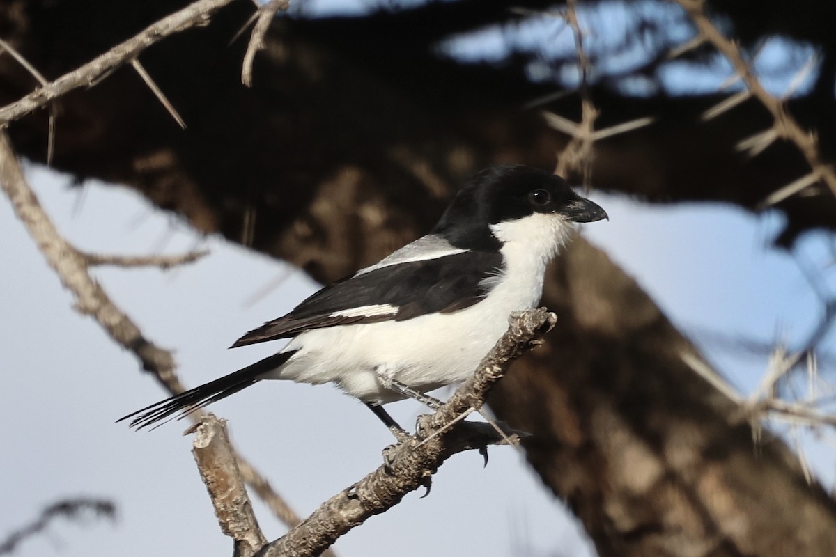 Taita Fiskalı - ML647520065