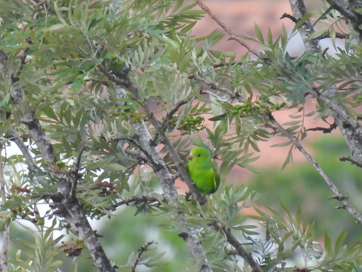 オナガミドリインコ - ML647520067