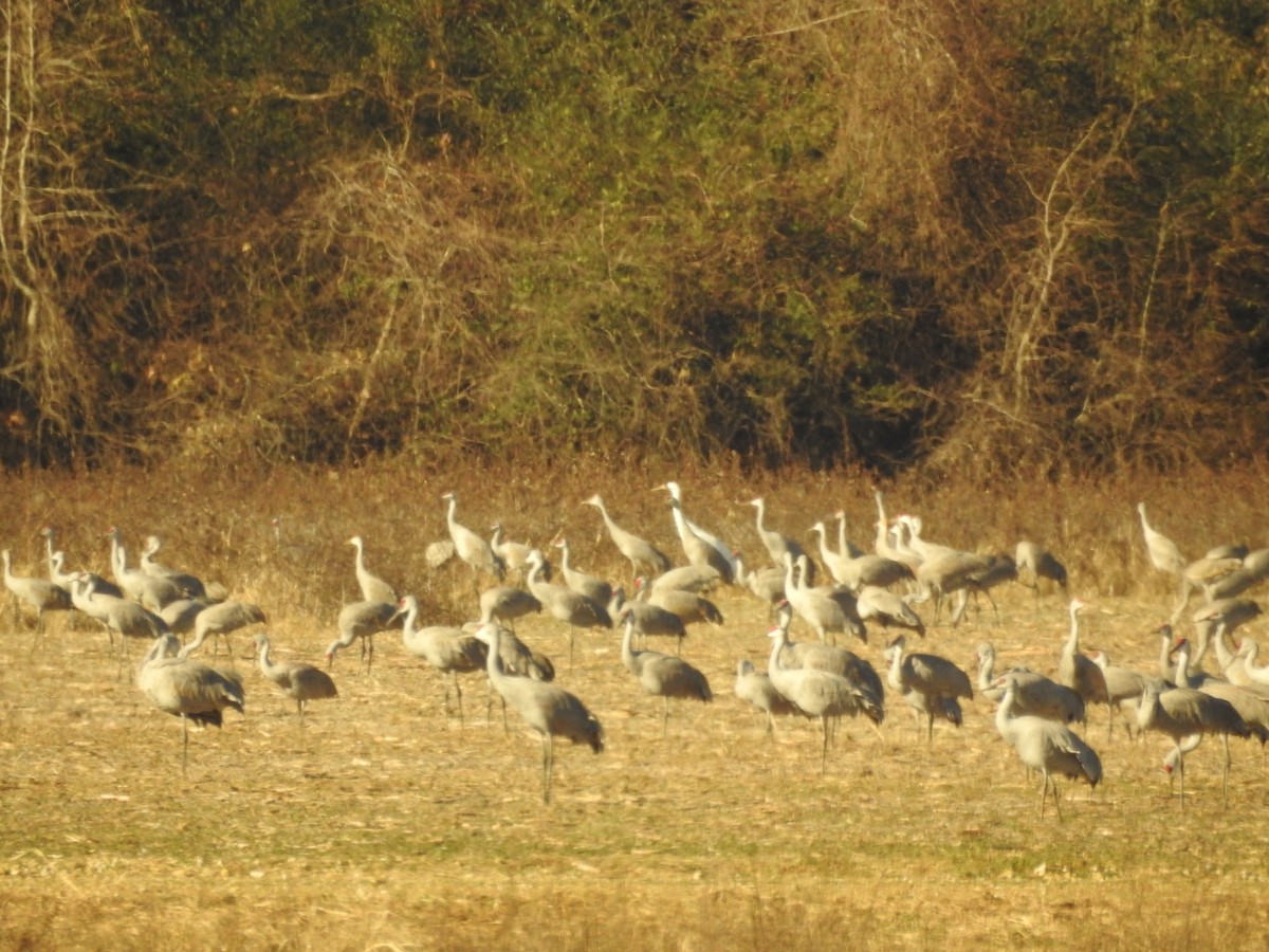 Ötücü Turna - ML647520068