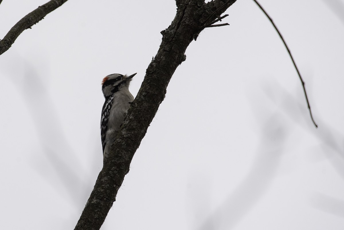 Yumuşak Tüylü Ağaçkakan - ML647520070