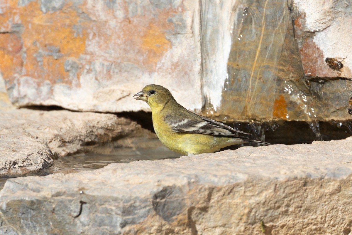 Sarı-Siyah İskete - ML647520074