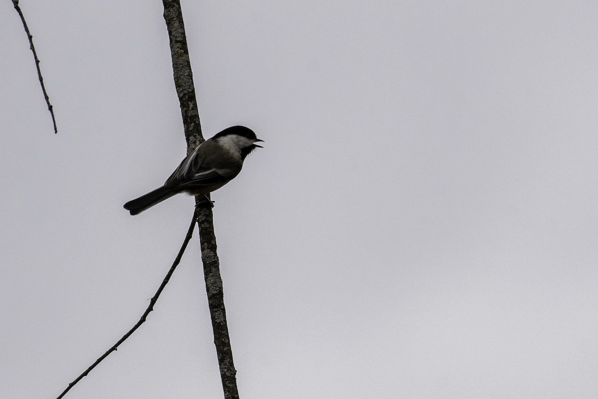 Гаїчка світлокрила - ML647520076