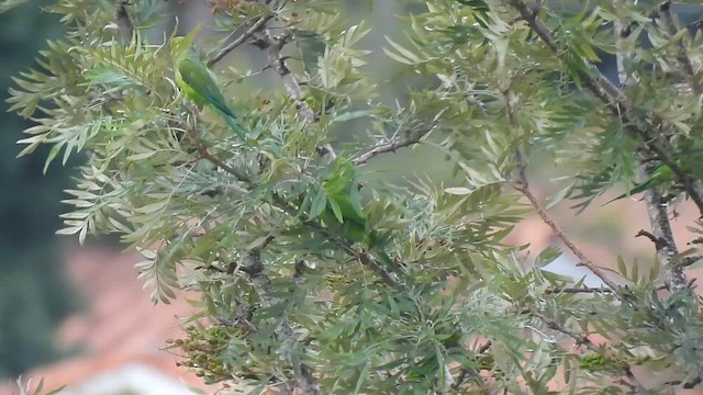 Plain Parakeet - ML647520078