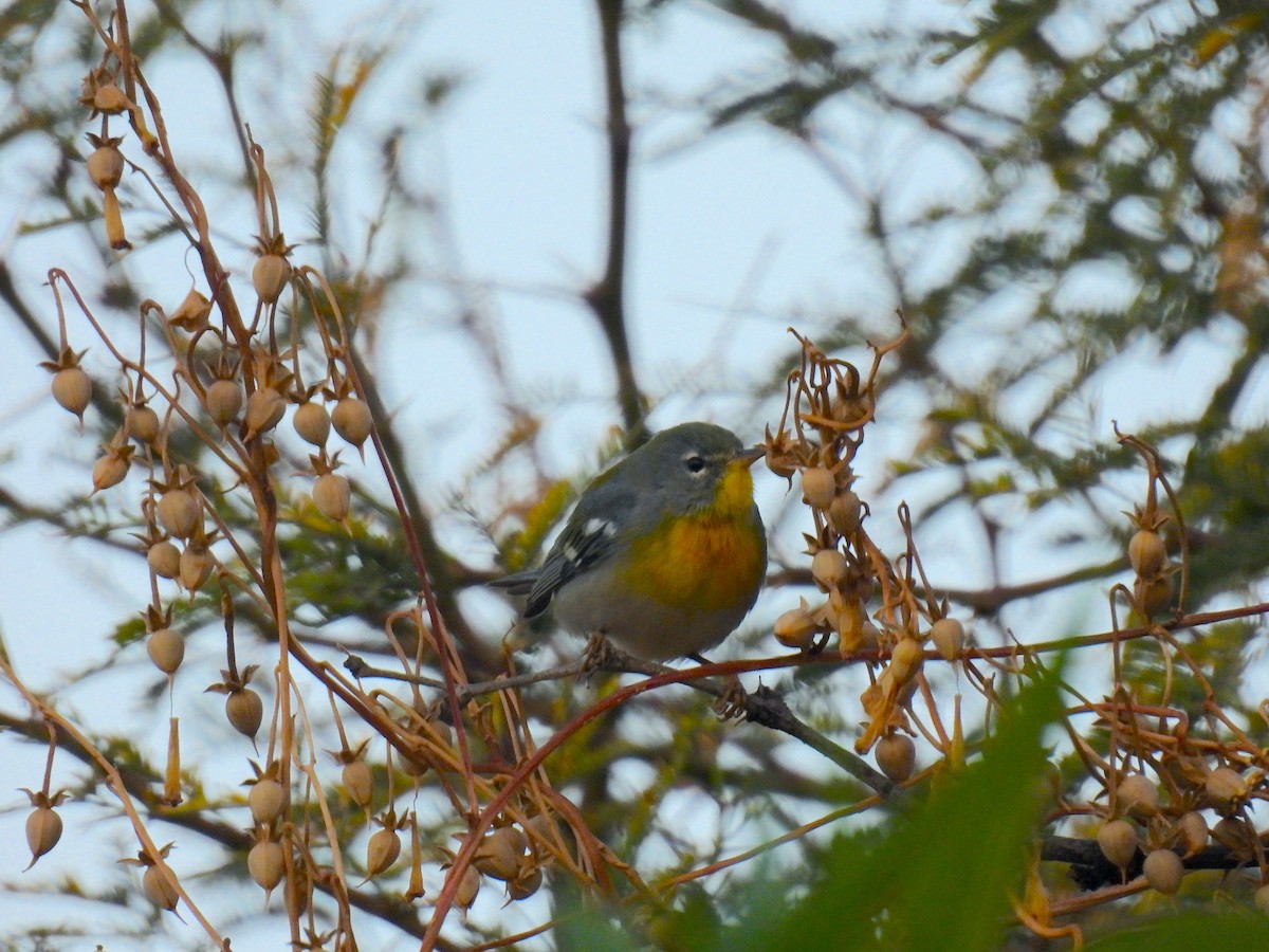 Northern Parula - ML647520079