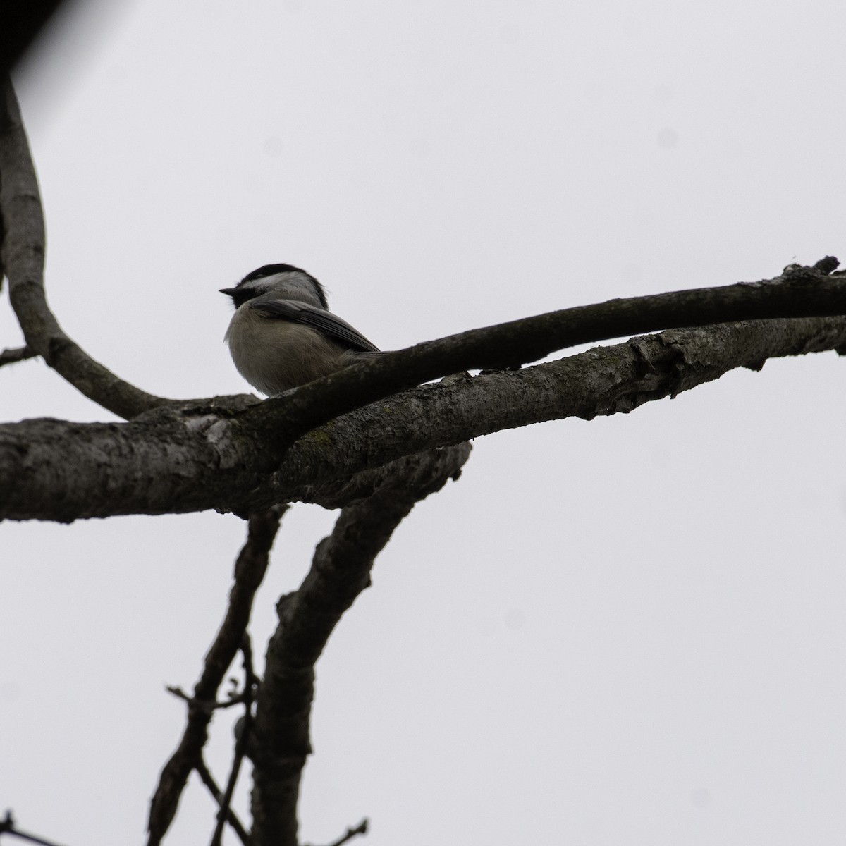 Гаїчка світлокрила - ML647520082