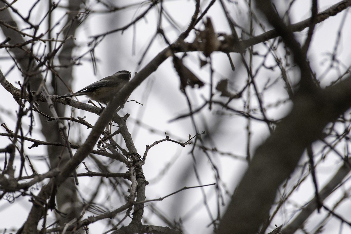 Гаїчка світлокрила - ML647520083